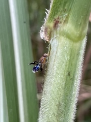 Celidodacus