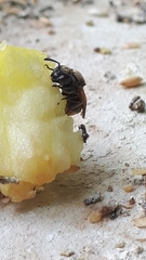 Brachygastra mellifica