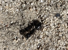Camponotus laevigatus