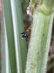 Celidodacus
