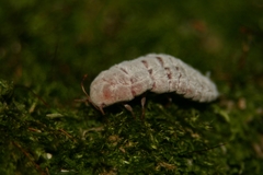 Coelostomidia