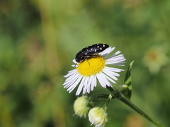 Acmaeodera degener