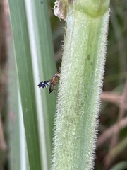 Celidodacus
