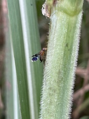 Celidodacus