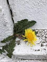 Taraxacum lamprophyllum