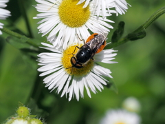 Odontomyia flavissima
