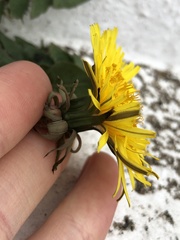 Taraxacum lamprophyllum