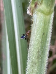 Celidodacus
