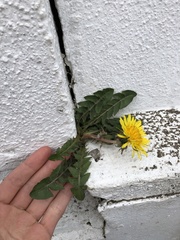 Taraxacum lamprophyllum
