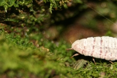 Coelostomidia