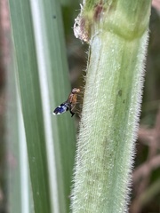 Celidodacus