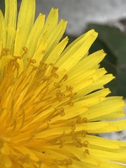 Taraxacum lamprophyllum