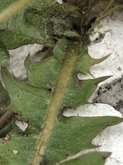 Taraxacum lamprophyllum