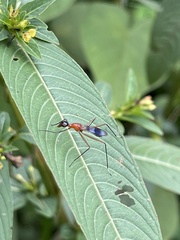 Glyphodera