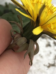 Taraxacum lamprophyllum