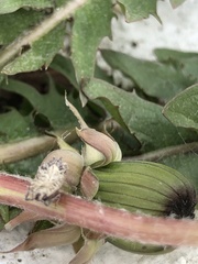 Taraxacum lamprophyllum