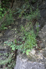 Silene saxatilis