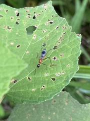 Glyphodera
