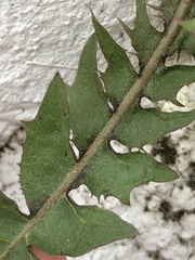 Taraxacum lamprophyllum