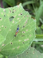 Glyphodera