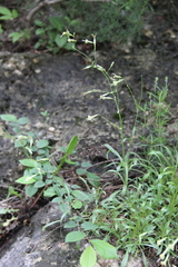 Silene saxatilis