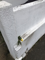 Taraxacum lamprophyllum