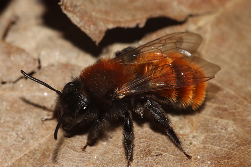 Tawny mining bee