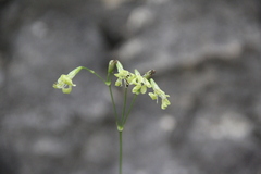 Silene saxatilis