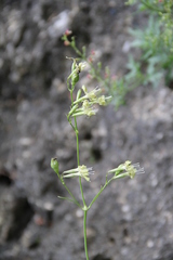 Silene saxatilis