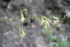 Silene saxatilis