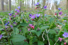 Pulmonaria officinalis