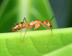 Camponotus variegatus