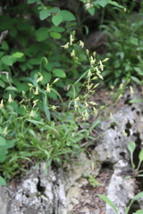 Silene saxatilis