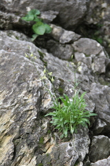Silene saxatilis