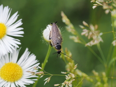 Ectobius erythronotus