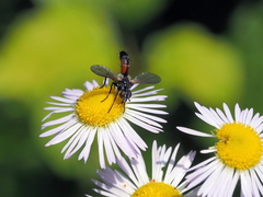 Cylindromyia pusilla