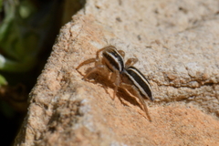 Phlegra bresnieri