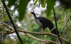 Oreophasis derbianus