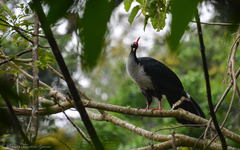 Oreophasis derbianus