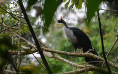 Oreophasis derbianus