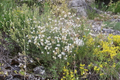 Silene supina
