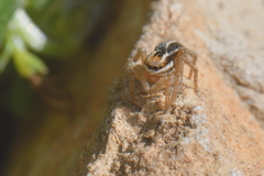 Phlegra bresnieri