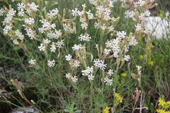 Silene supina