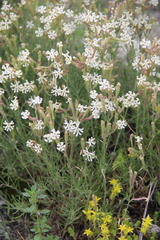 Silene supina