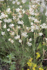 Silene supina