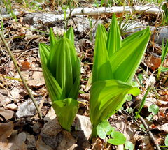 Veratrum lobelianum