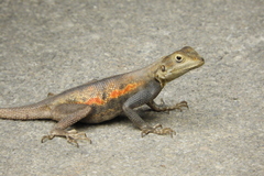 Agama picticauda