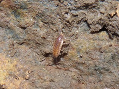 Chaetophiloscia sicula