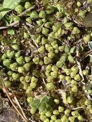 Asterella tenella