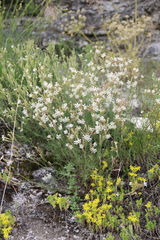 Silene supina